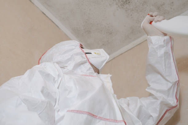 Best Mold Removal Specialists  in Carrollton, KY