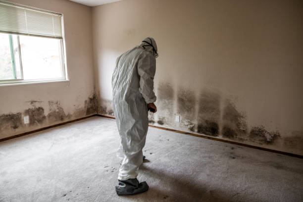 Certified Mold Removal in Carrollton, KY