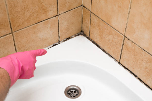 Best Commercial Mold Removal  in Carrollton, KY